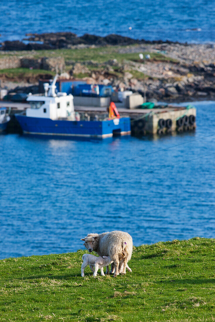 A Sheep And Lamb On The Grass Along The Coast; Shetland Scotland