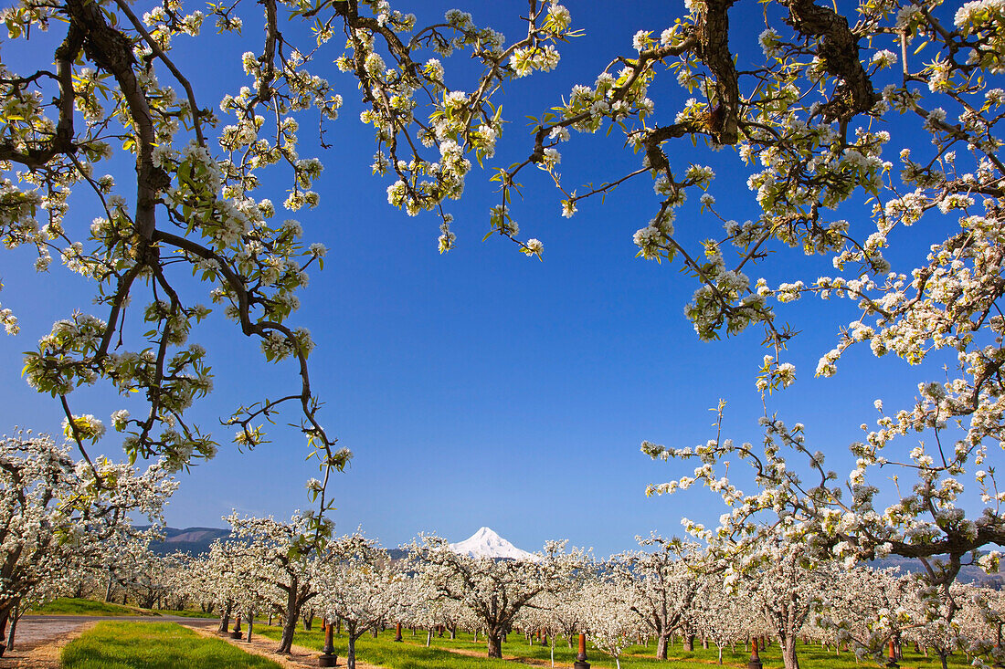 Apfelblütenbäume im Hood River Valley; Columbia River Gorge mit Mount Hood im Hintergrund; Oregon Vereinigte Staaten von Amerika