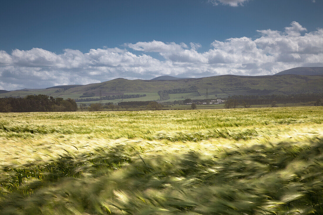 Ein Feld mit hohem Gras, das im Wind weht; Northumberland England