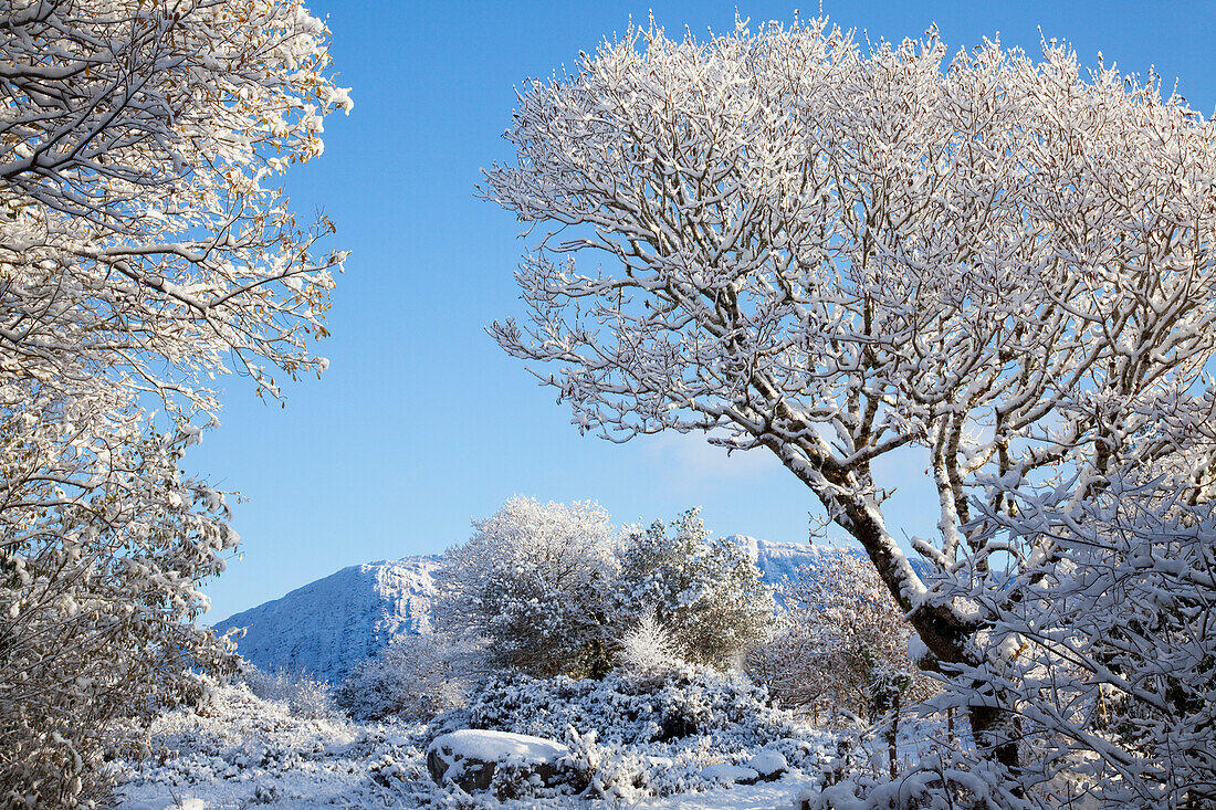 Snow Covered Trees Against A Blue Sky In Winter; Tahilla County Kerry Ireland