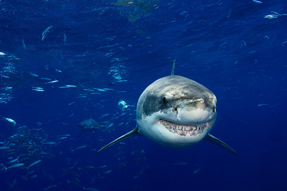 Mexiko, Weißer Hai (Carcharodon Carcharias); Guadalupe-Insel