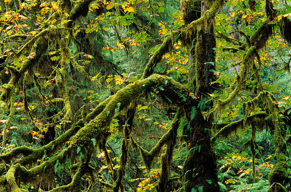 USA, Olympic National Park; Washington, Quinault Area, Irely Lake Trail, Ahornbäume mit Moos bewachsen