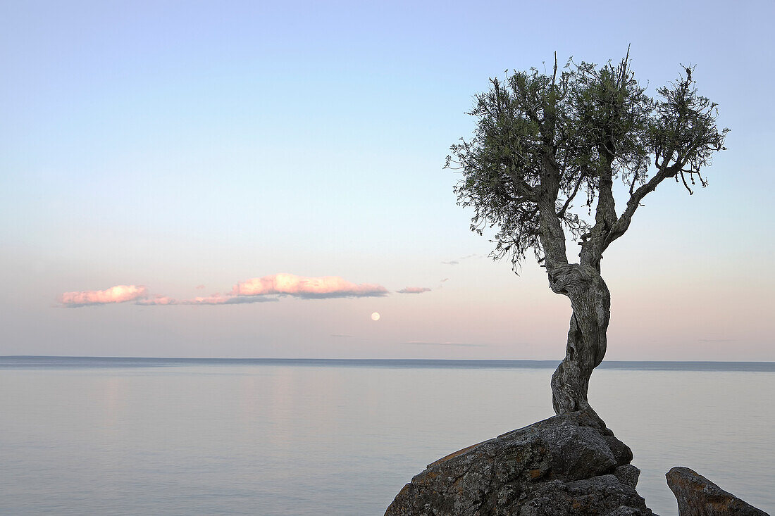 Ein einsamer Baum am Lake Superior; Grand Portage, Minnesota, Vereinigte Staaten von Amerika