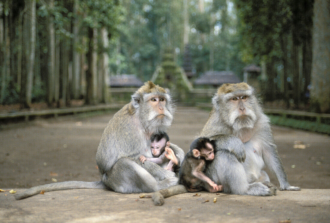 Indonesia, Bali, Ubud, Monkey Forest Temple, Two Monkeys Sit On Concrete With Babies
