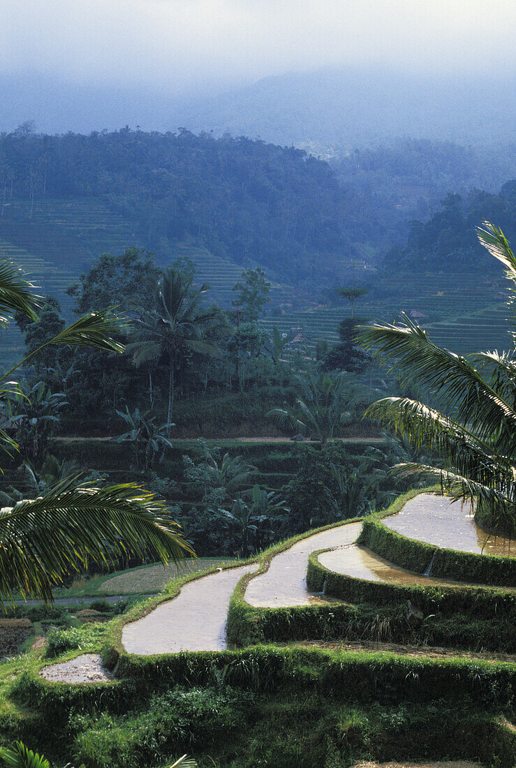 Indonesia, Bali, Overview Of Rice Terraces, Wet And Muddy To Prepare For Planting