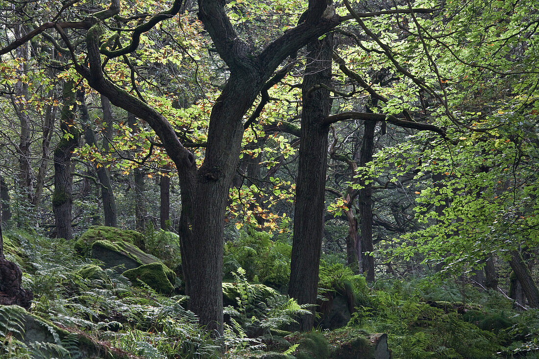 Forest In Peak District National Park; Derbyshire England
