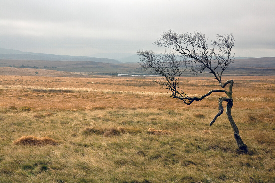 A Lone Tree In A Barren Landscape Peak District National Park; Derbyshire England