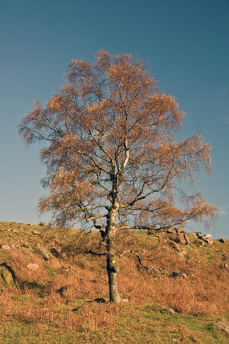Ein Baum vor blauem Himmel im Peak District National Park; Derbyshire England