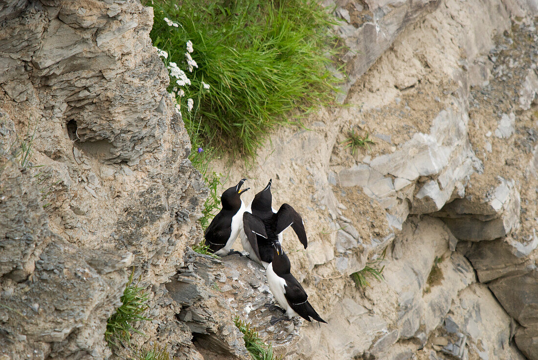 Kleine Pinguine auf einer Klippe im Forillon National Park; Quebec Kanada