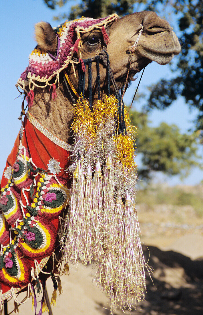 Indien, Kamel in zeremonieller Tracht; Rajasthan