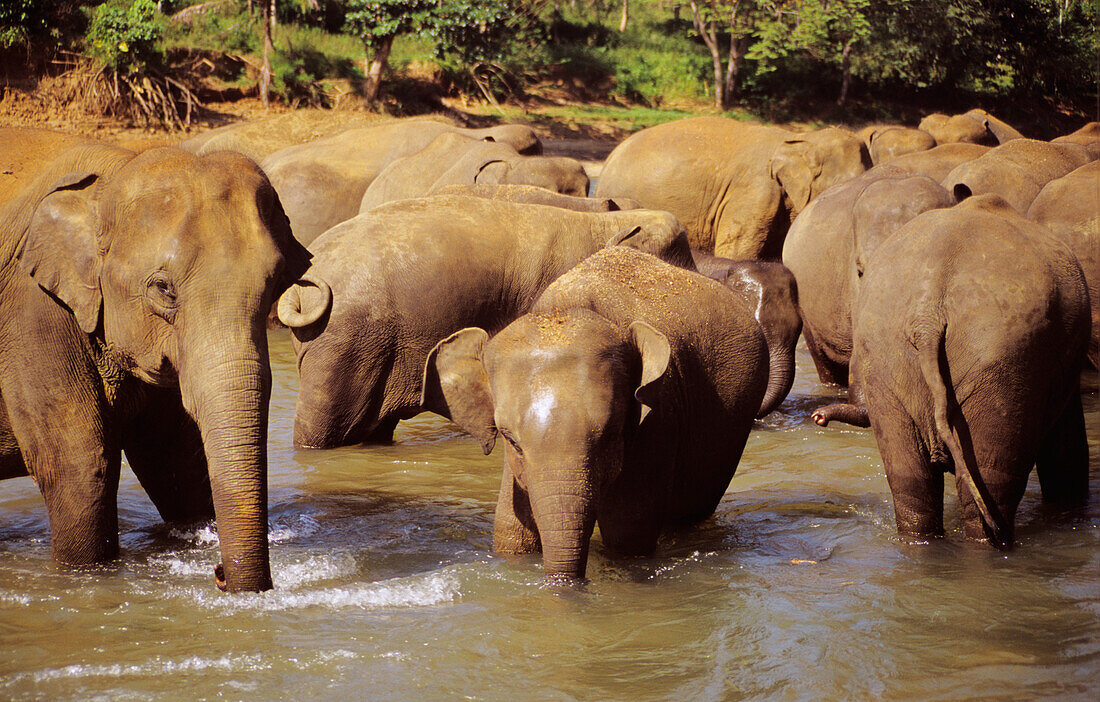 Sri Lanka, Elefanten im Fluss beim Elefantenwaisenhaus in der Nähe von Candy.