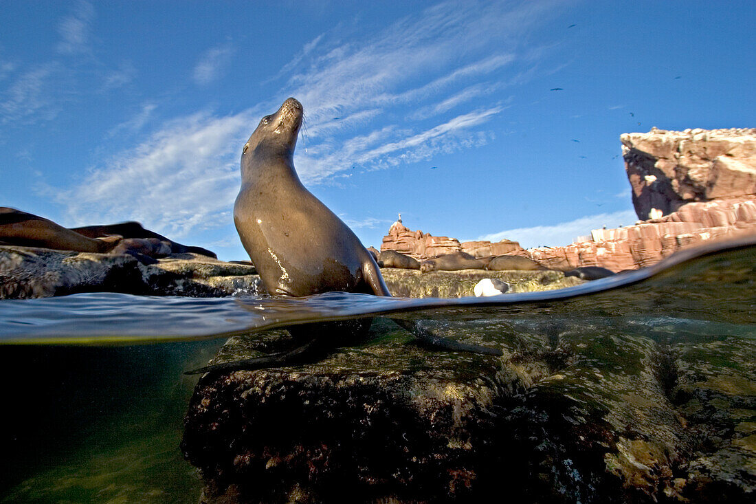 USA, California, California Sea Lions (Zalophus Californianus); Baja