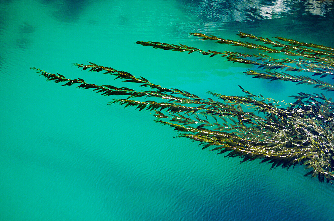 USA, Kalifornien, Algen schwimmen im türkisfarbenen Meerwasser an der Küste; Big Sur