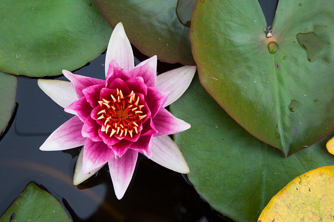 Eine blühende rosa Lotusblume; Scottish Borders Schottland