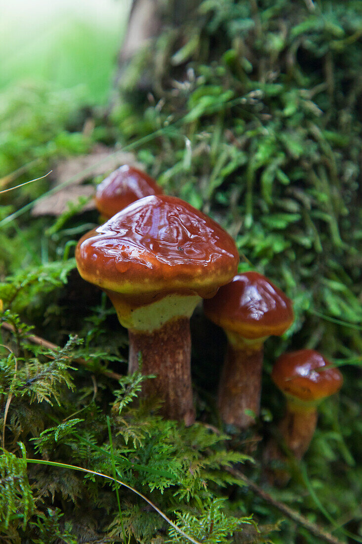 Brown Mushrooms Growing At The Base Of A Tree; Argyll Scotland