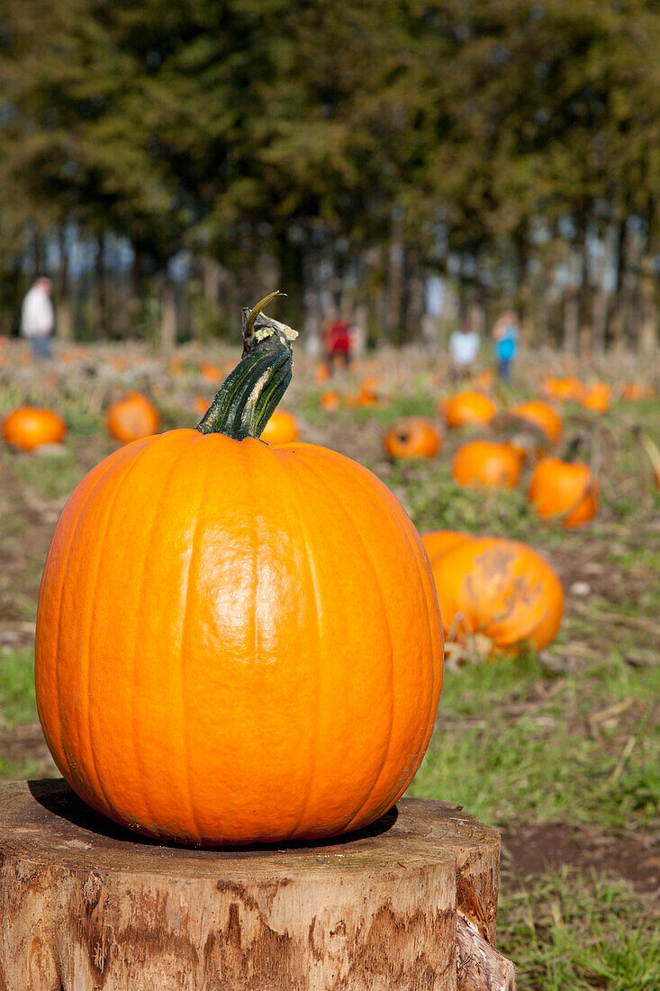 Perfect Pumpkin Sits On A Tree Stump With People In The Background In A Pumpkin Patch; Everson Washington United States Of America