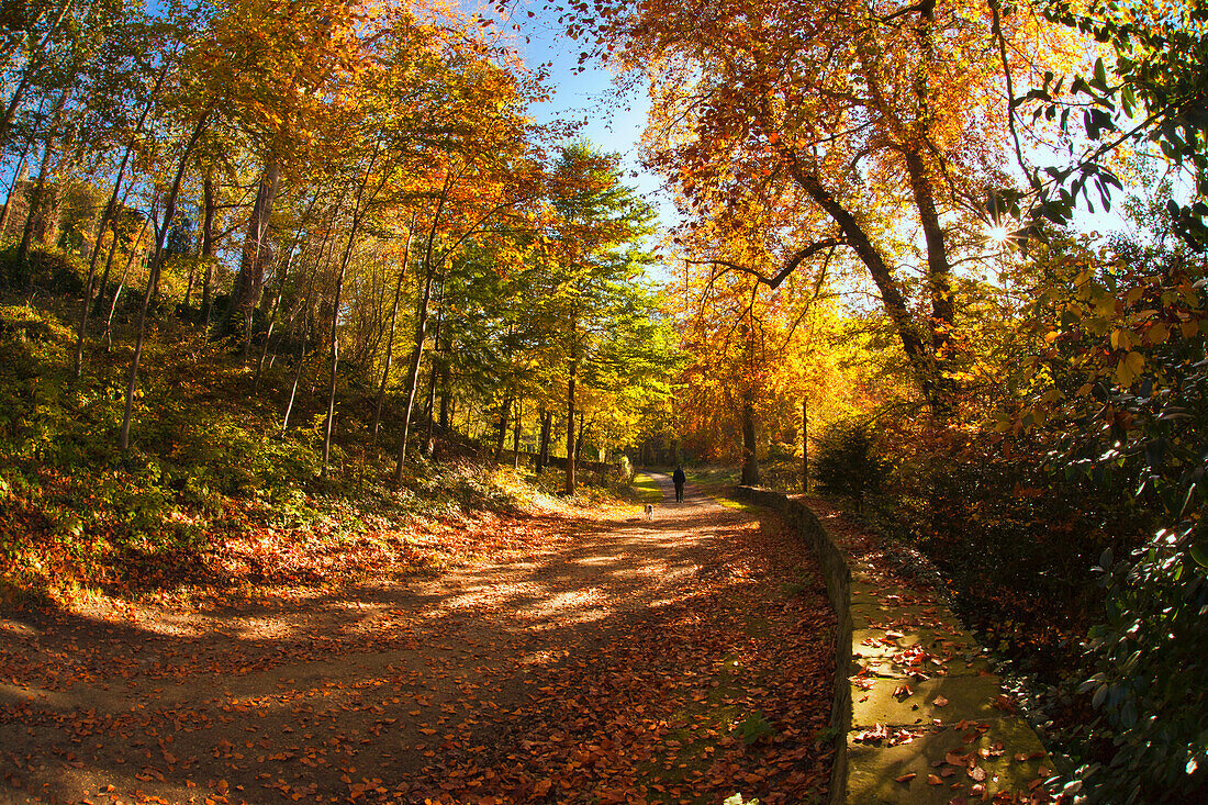 Eine Person, die auf einem Pfad spazieren geht, der im Herbst mit gefallenen Blättern bedeckt ist; Durham England