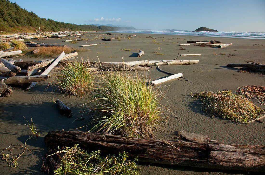 Drift Logs Lay Scattered Along Long Beach A Surfer's Paradise In Pacific Rim National Park Near Tofino; British Columbia Canada