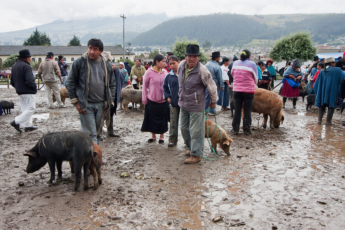 Menschen verkaufen und kaufen Schweine auf dem samstäglichen Viehmarkt, Otavalo, Imbabura, Ecuador