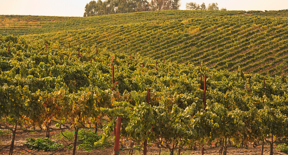 Weinberg; Napa Area California Vereinigte Staaten Von Amerika