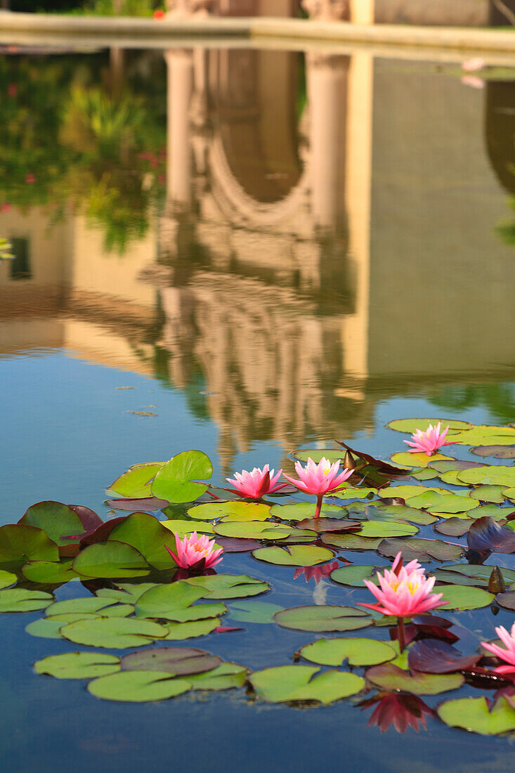 Lilies In A Pond With The Museum Of Art Reflected In The Water In Balboa Park; San Diego California United States Of America