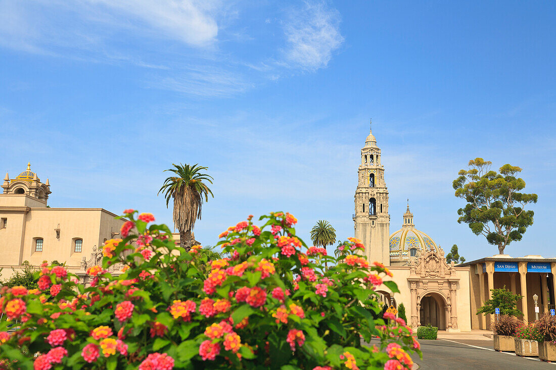 Blühende Büsche und Gebäude am Museum of Man mit dem kalifornischen Glockenturm im Balboa Park; San Diego Kalifornien Vereinigte Staaten von Amerika