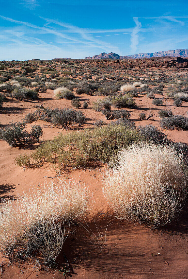 Plants In The Desert At Lake Powell; Utah United States Of America