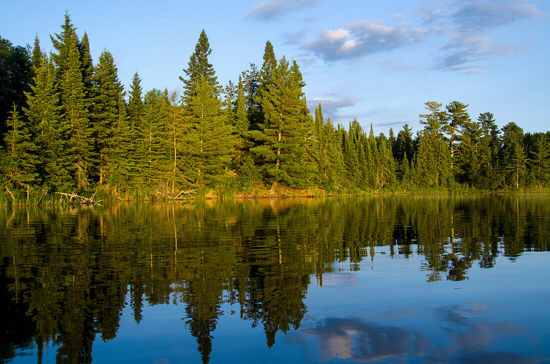 Bäume spiegeln sich im Wasser entlang der Uferlinie; Lake Of The Woods Ontario Kanada