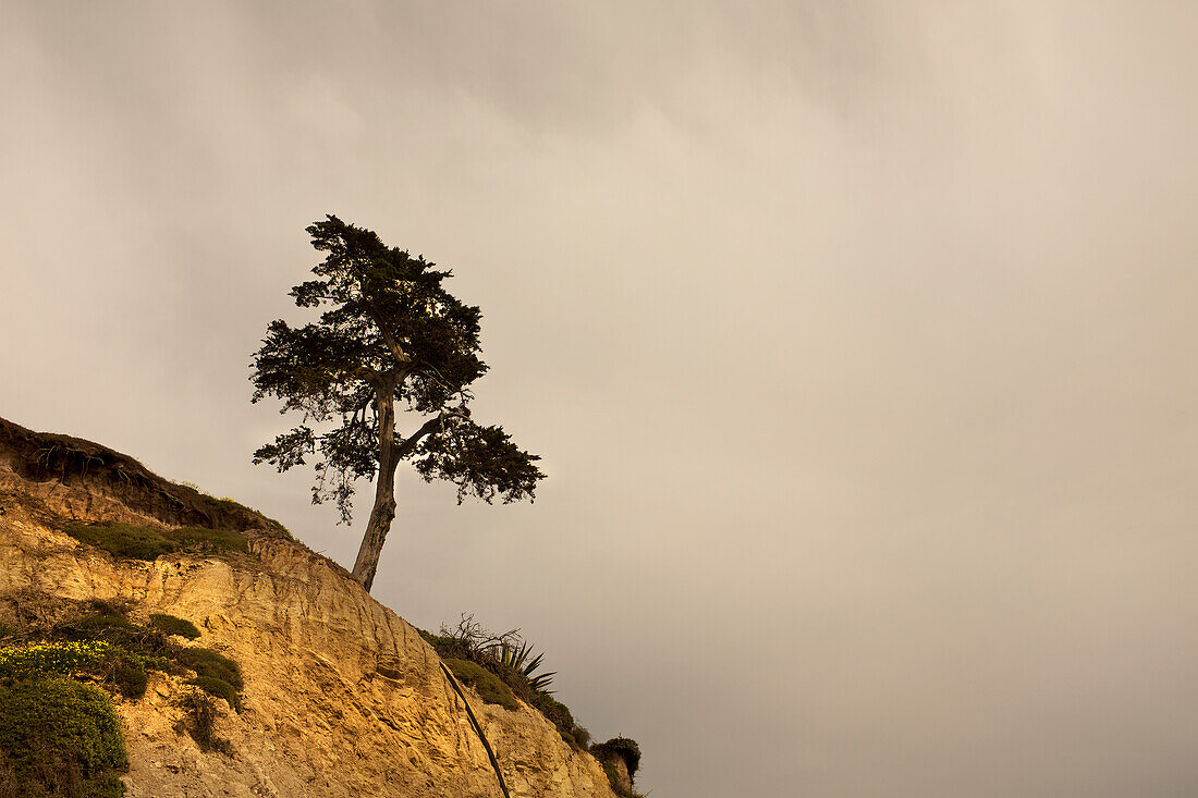 Einsamer Baum am Rande einer windgepeitschten Klippe vor bewölktem Himmel