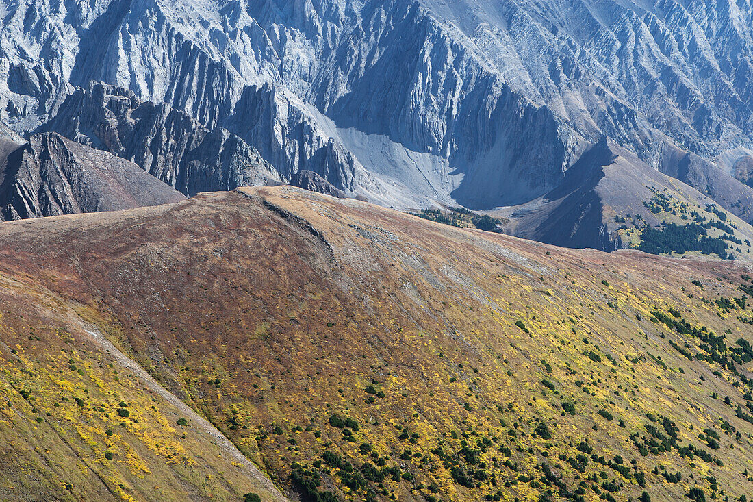 Nahaufnahme eines Berghangs mit Herbstfarben und einer Bergkette im Hintergrund; Alberta Kanada