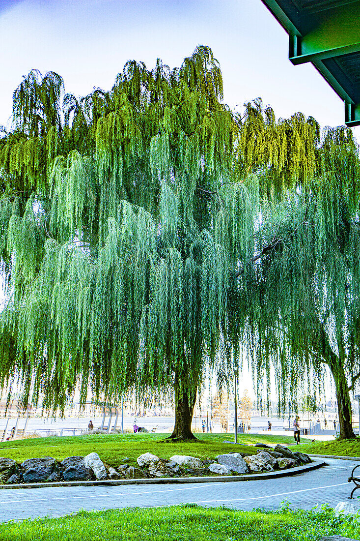 Trauerweidenbaum, Riverside Park South, New York City, New York, USA