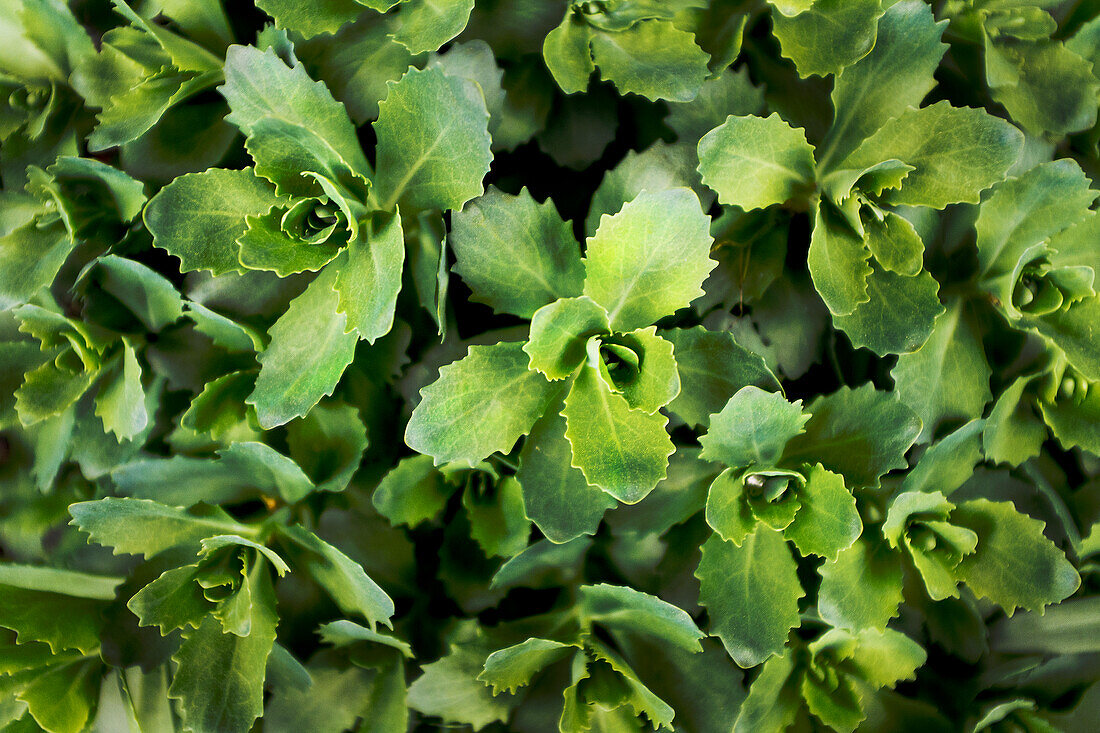 High Angle View of Pachysandra