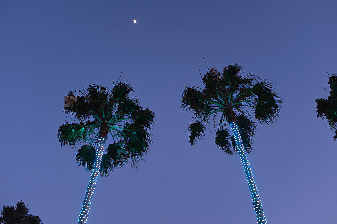 Low Angle View of Illuminated Palm Trees, Blue Lights, with Moon in Distance