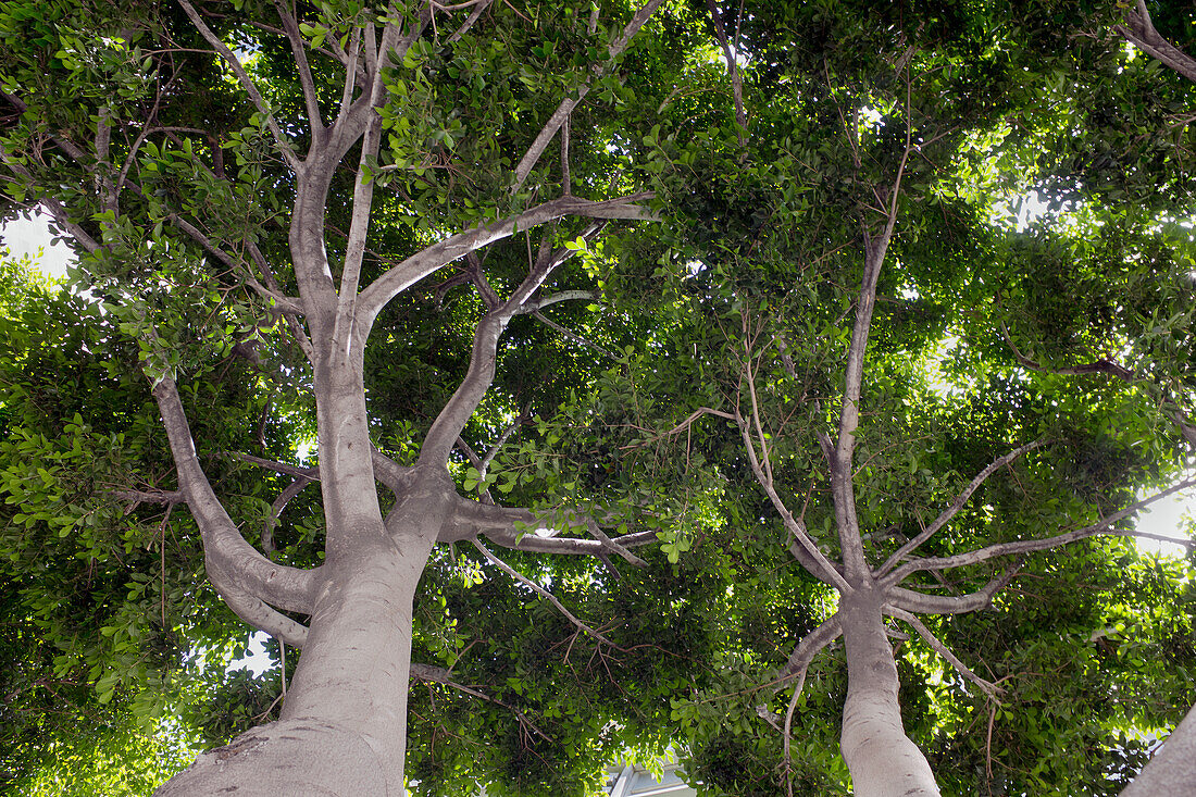 Low Angle View of Two Trees along Sidewalk