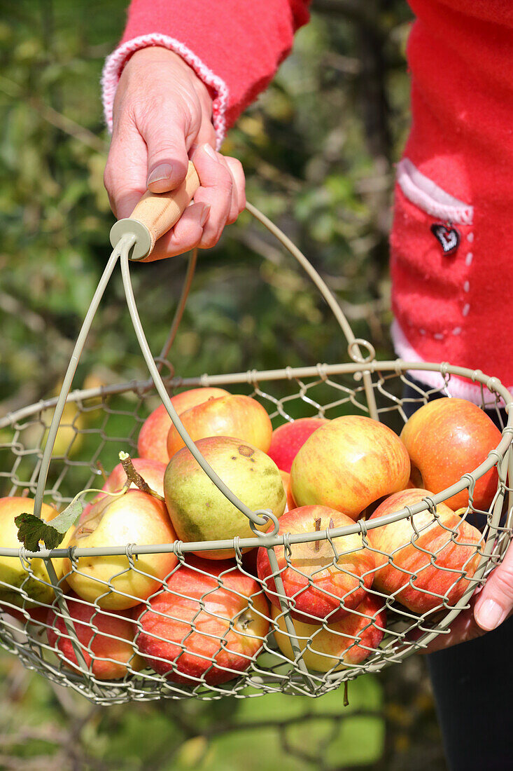 Freshly harvested apples in a wire basket