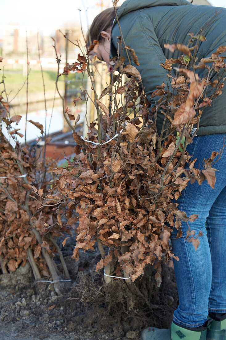 Root-necked copper beech hedge (Fagus sylvatica)