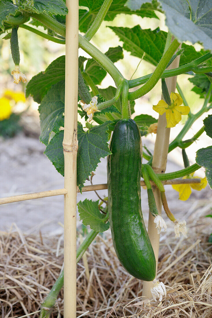 Cucumber shortly before harvest on a climbing frame in the vegetable bed