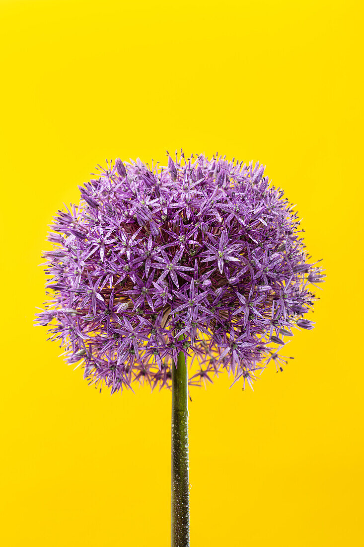Riesenlauch (Allium)