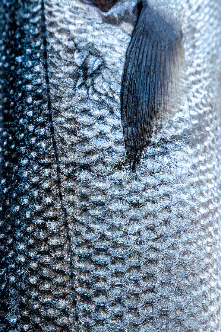 Sea bass (full picture)