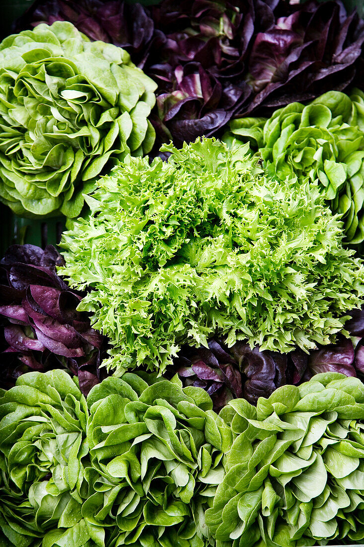 Oakleaf lettuce, frisee lettuce and lettuce