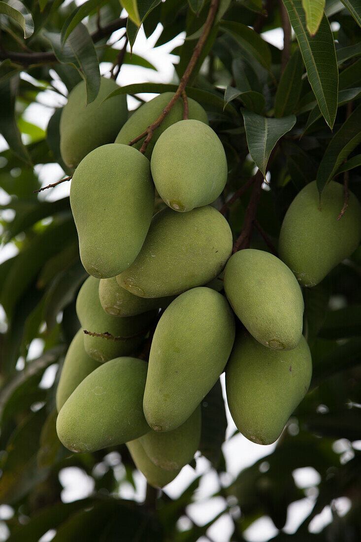 Grüne Mango am Baum (Asien)