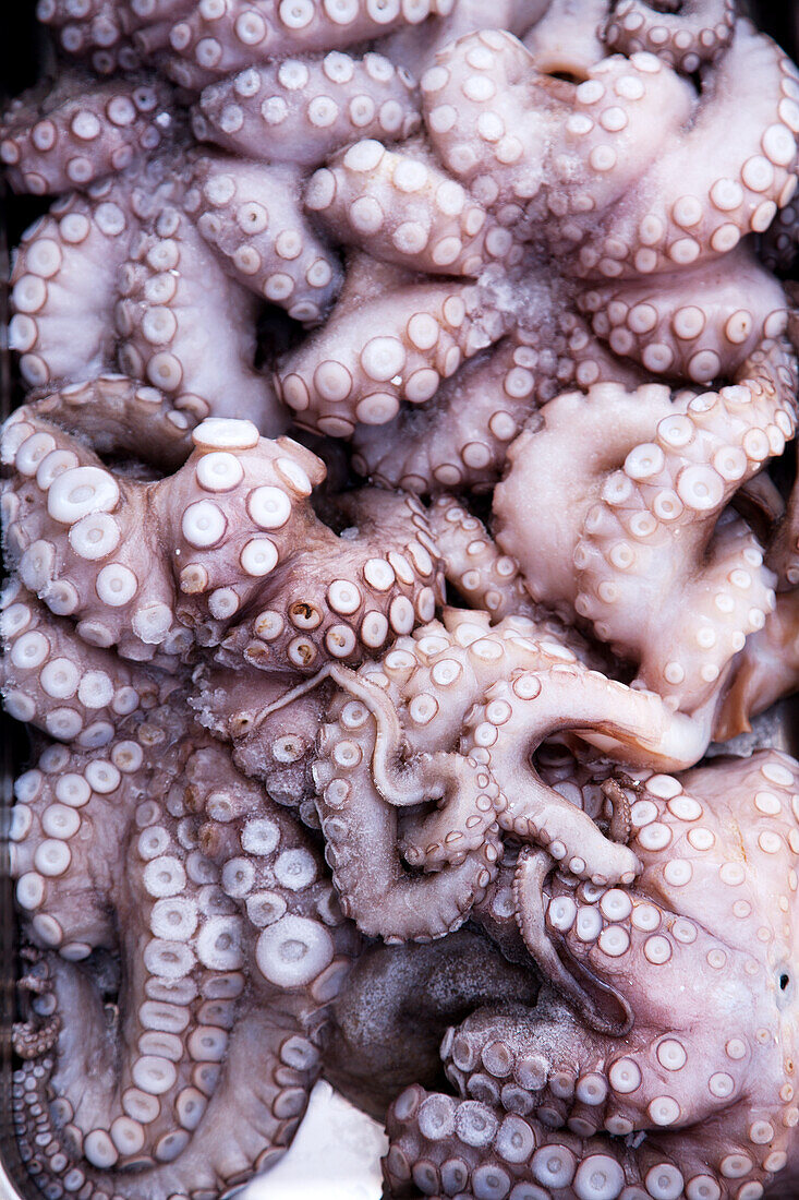 Octopus