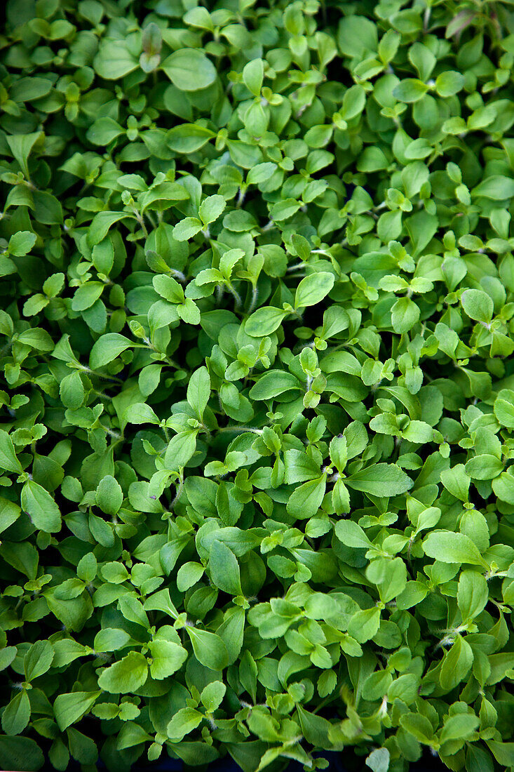 Watercress