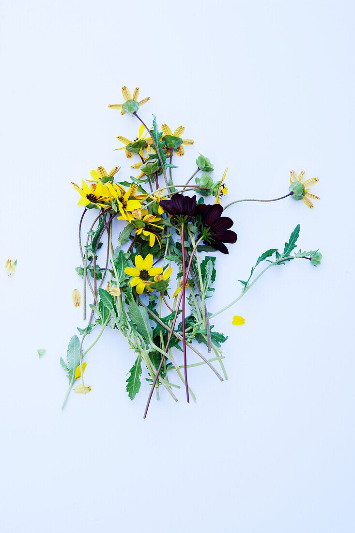 Wild herbs with edible flowers