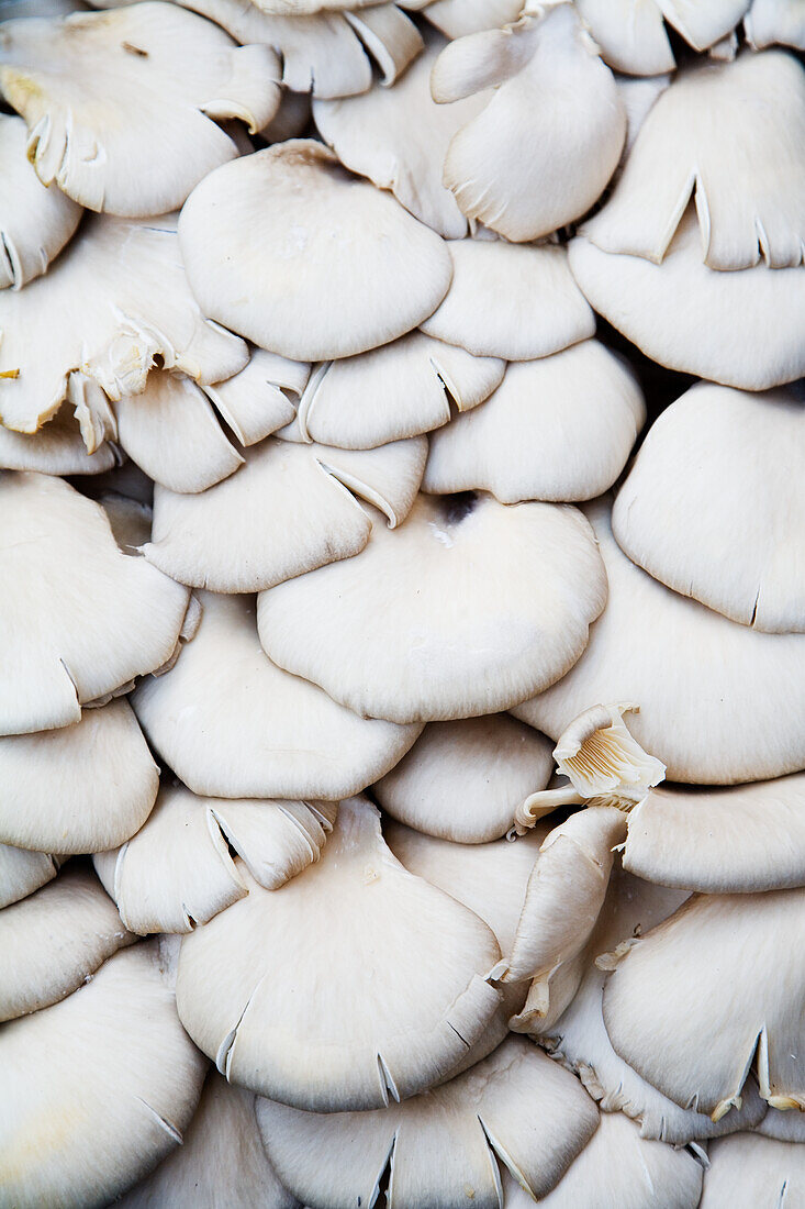 Oyster mushrooms