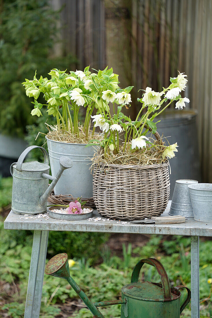 Weiße Nieswurz (Helleborus) in Töpfen auf der Terrasse, Sorte 'Double Ellen White'