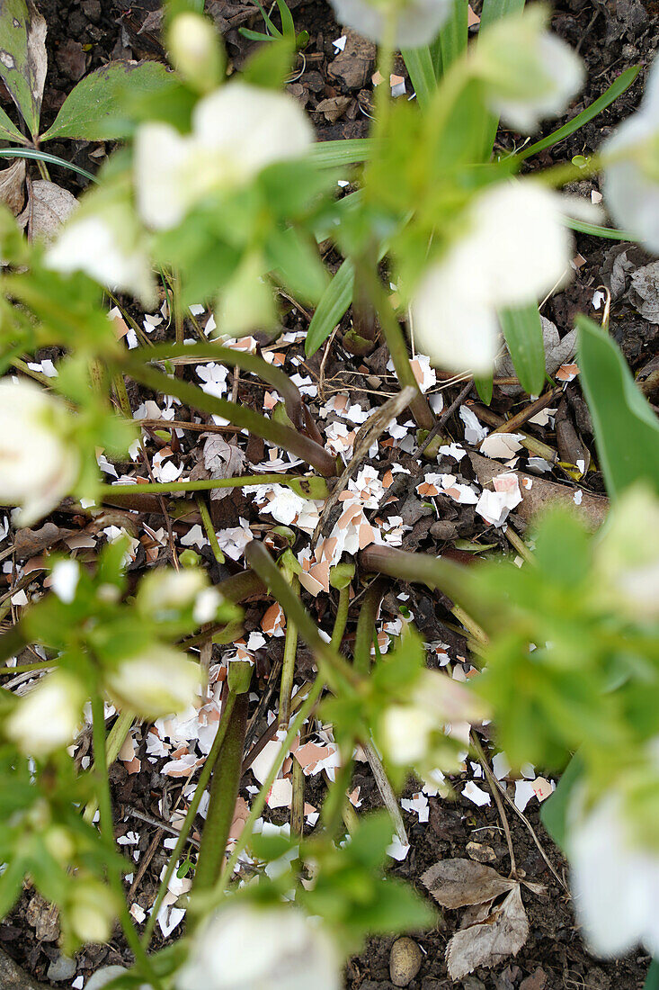 Christrosen (Helleborus) im kalkhaltigen Boden