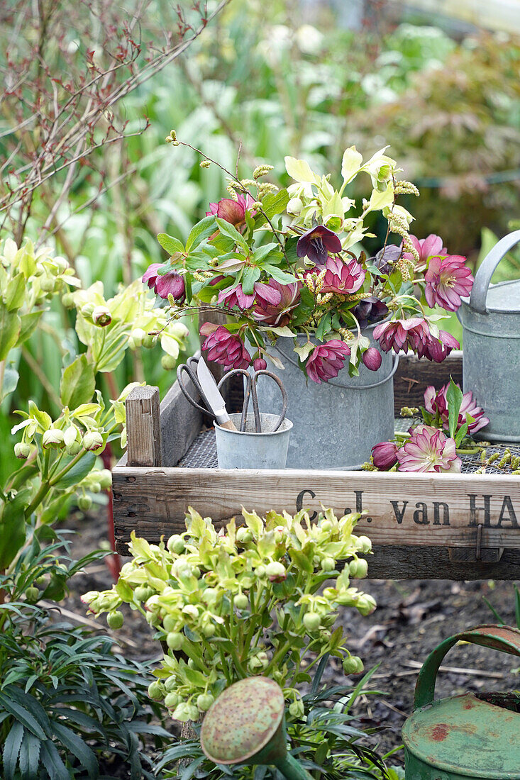 Christrosen im Zinkeimer (Helleborus)