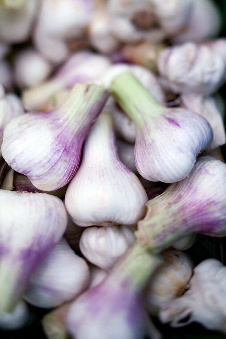 French garlic