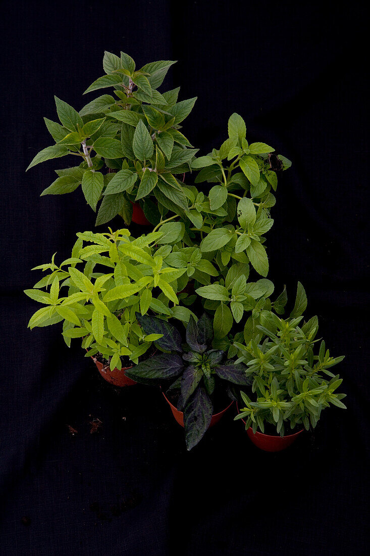 Five different kinds of mint